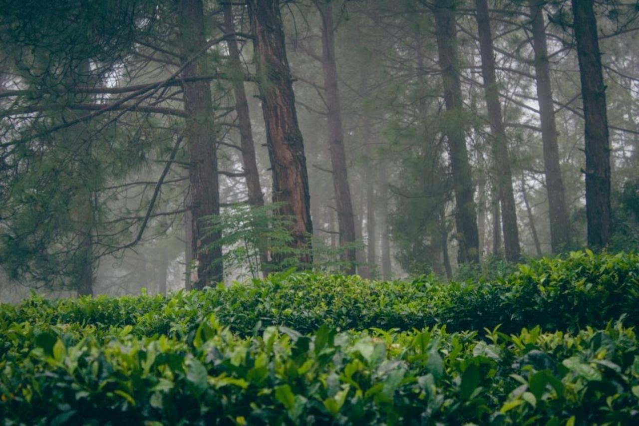 Himalaya Mount View Resort Kausani Eksteriør billede
